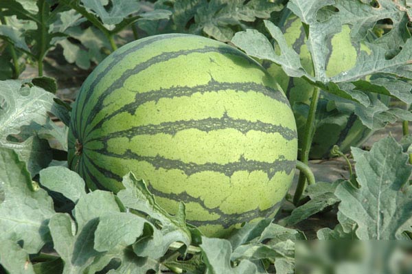 吃西瓜的八大健康禁忌