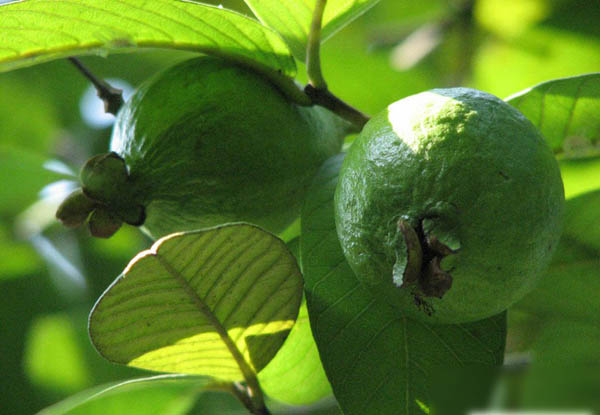 如何补充矿物质 缺乏矿物质的危害居然这么大