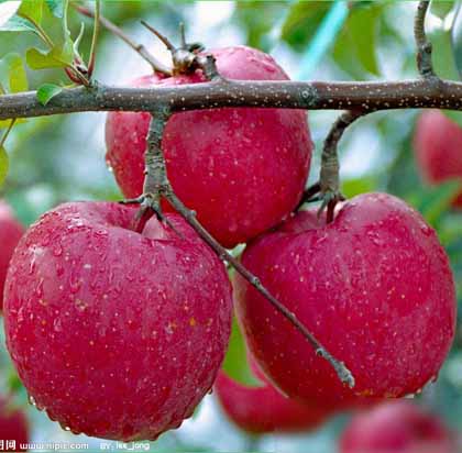 什么时候吃水果最健康